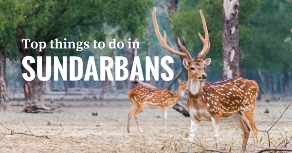 sundarbans pucture